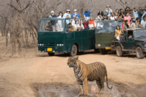 Ranrhambore Canter Safari