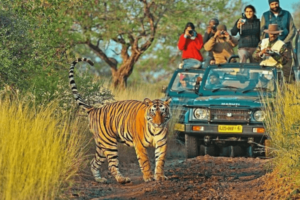 Ranrhambore Gypsy Safari