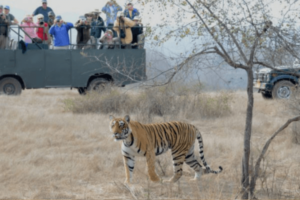 Ranthambore Canter Safari