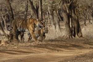 Rajasthan Forest Safari Ranthabore